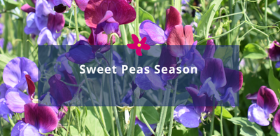 Grow Sweet peas this season!