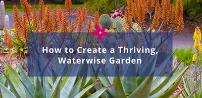 Waterwise Gardening in the Western Cape | How to Create a Low-Water, Beautiful Garden