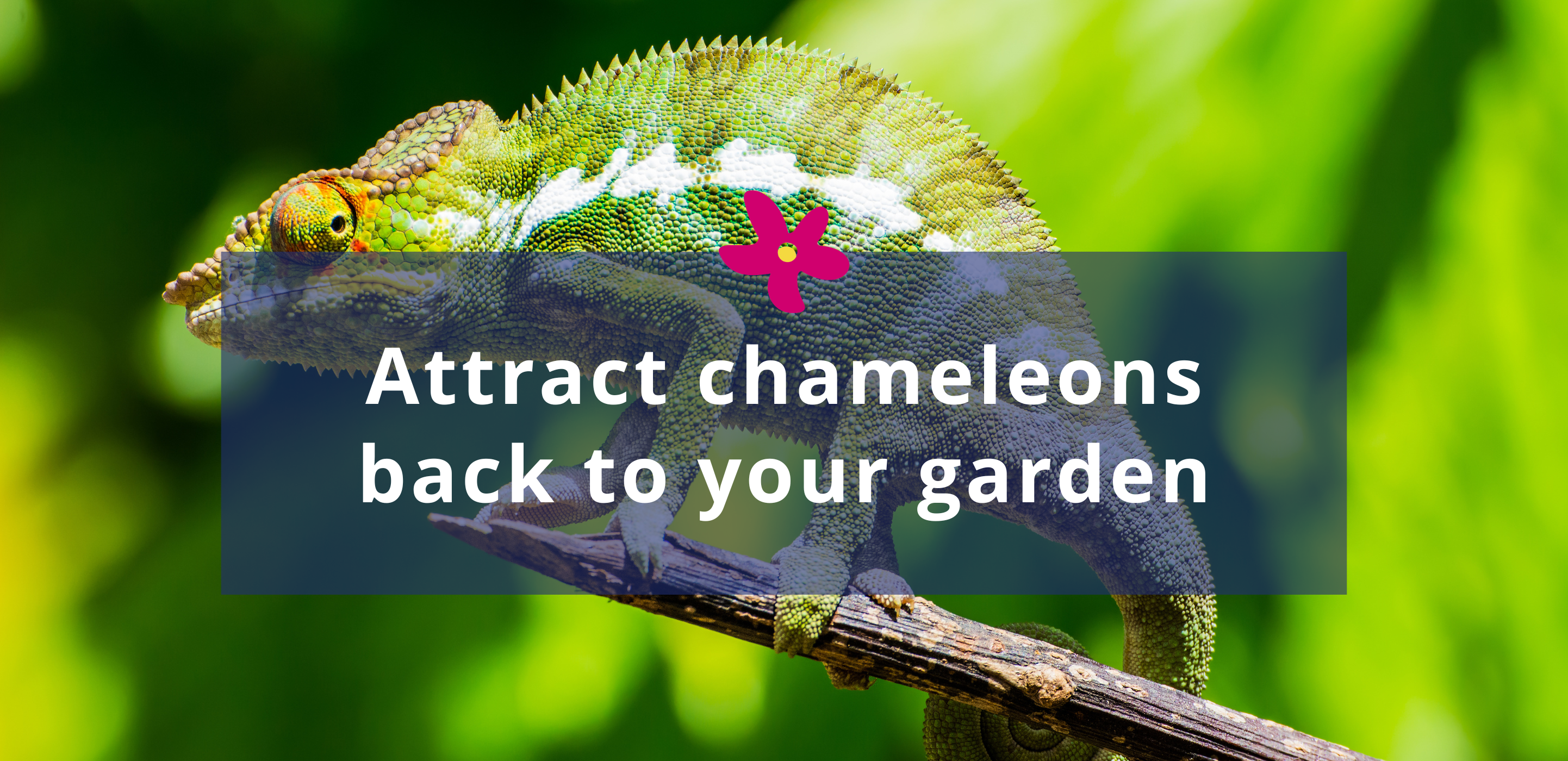 Attract Chameleons back to your garden – Cape Garden Online