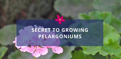 The Secret to Growing Pelargoniums Like a Pro