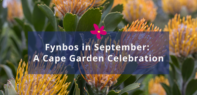 Fynbos in September: A Cape Garden Celebration