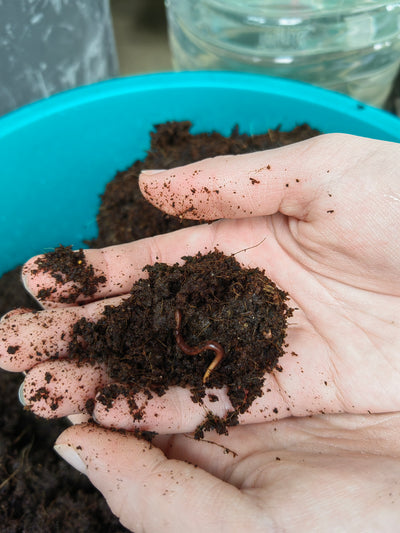 A Step-by-Step guide to Worm farming