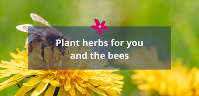 Plant herbs for you and the bees