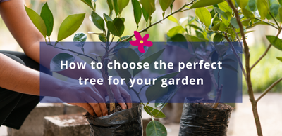 How to choose the perfect tree for your garden