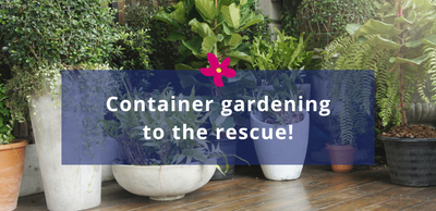 Container gardening to the rescue!