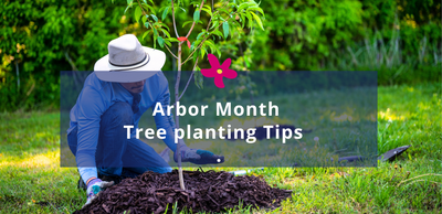 How to Plant a Tree the Right Way