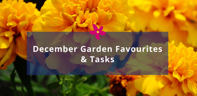 December Garden Favourites & Tasks