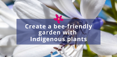 Create a bee-friendly garden with indigenous plants