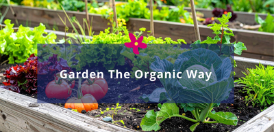 Growing Greener: Simple Ways to Garden Organically & Sustainably