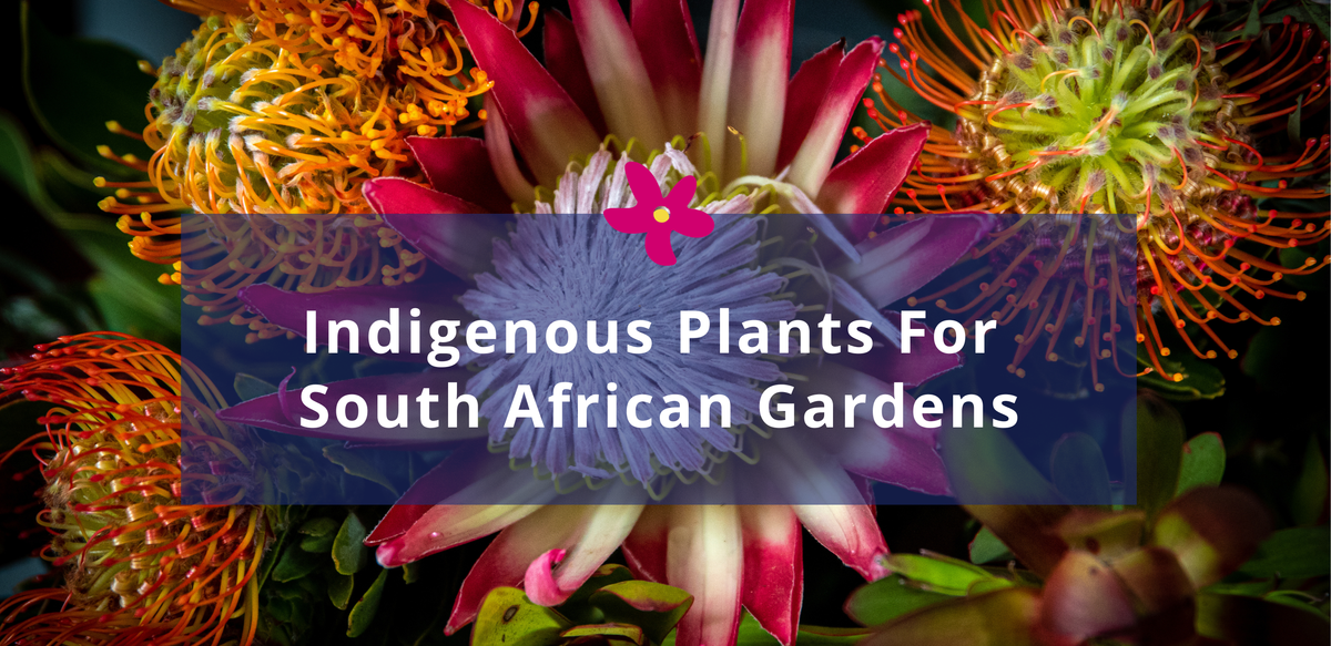 Indigenous Plants for South African Gardens | Cape Garden Centre – Cape ...