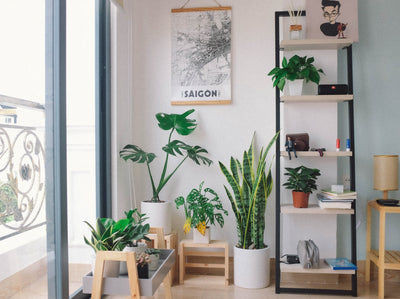 How indoor plants can give us a breath of fresh air – literally!
