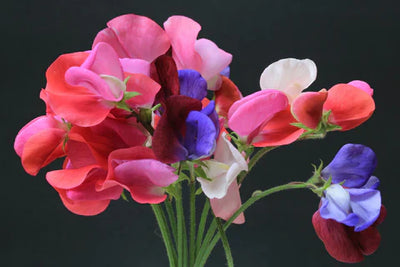 Grow Sweet peas this season!