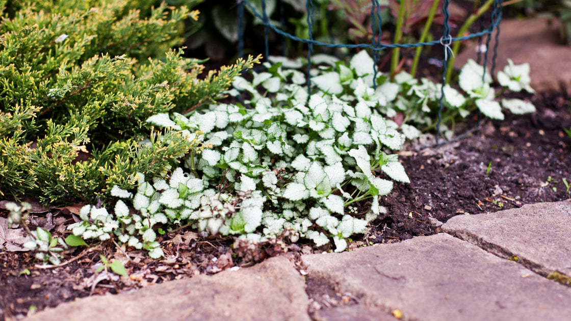 Groundcovers Cape Garden Online