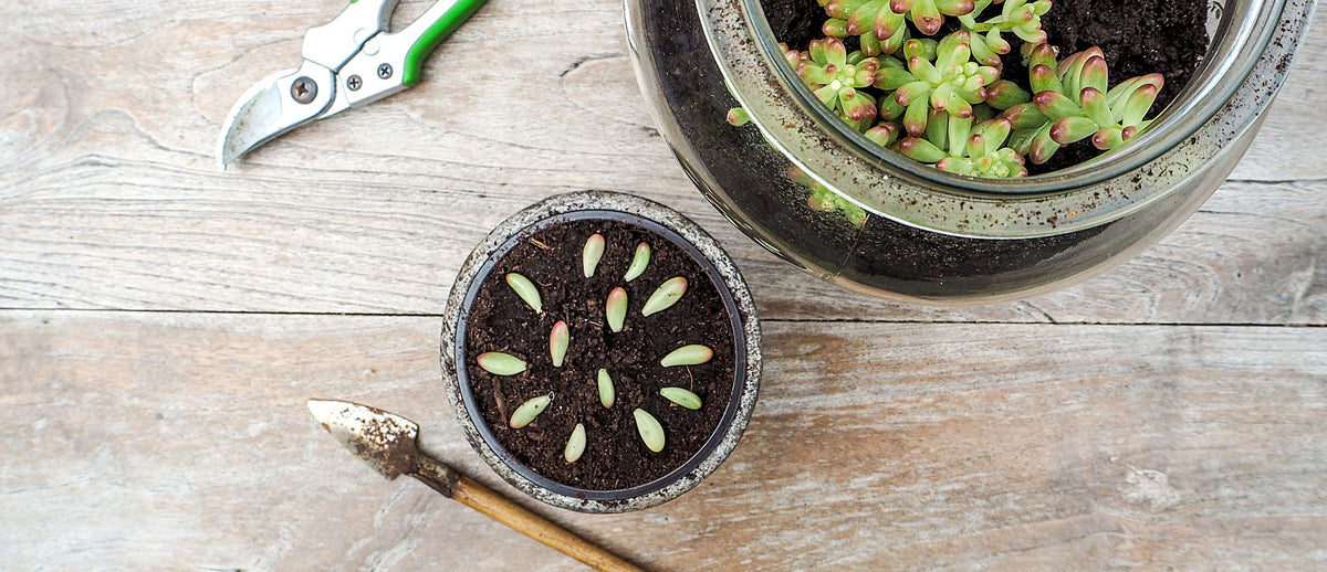 Shop propagating tools and items – Cape Garden Online