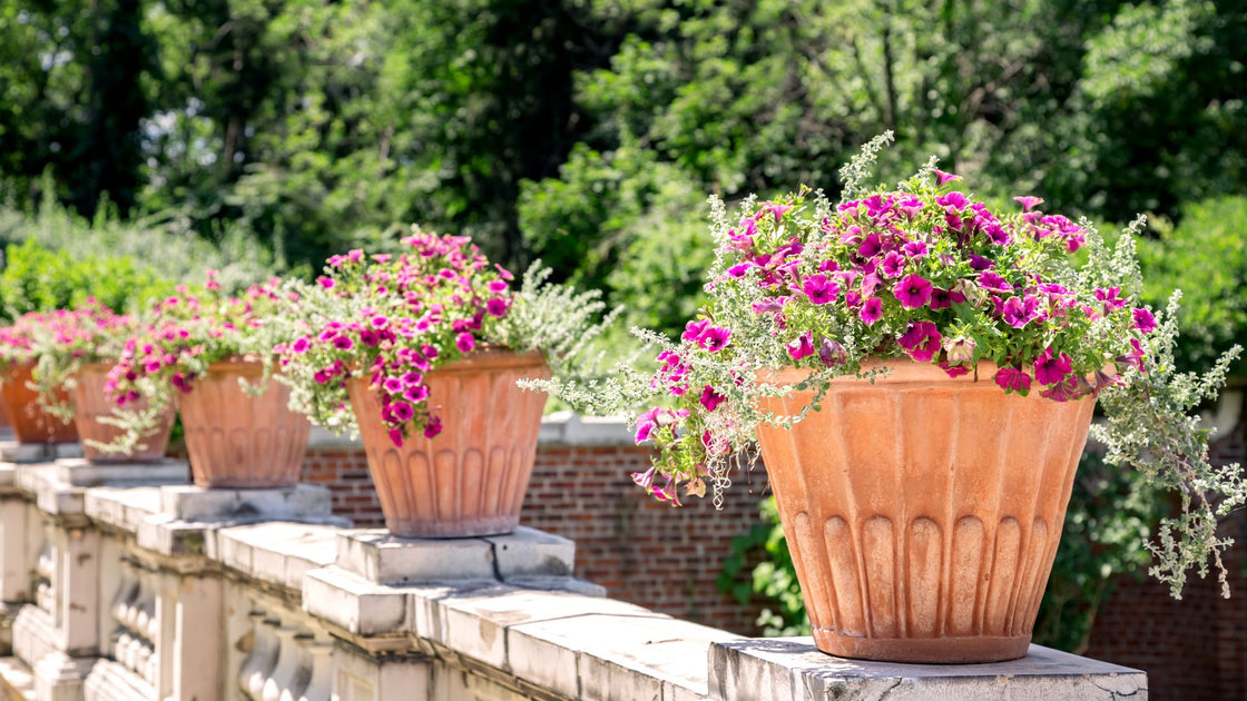 Shop terracotta or clay pots for plants in Cape Town Cape Garden Online