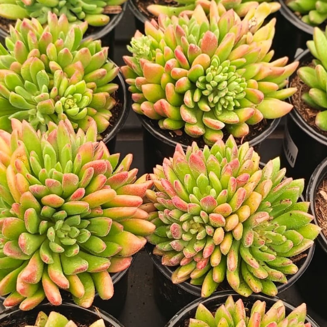 cache bella succulent Echeveria Bella | Drought-Resistant Succulent