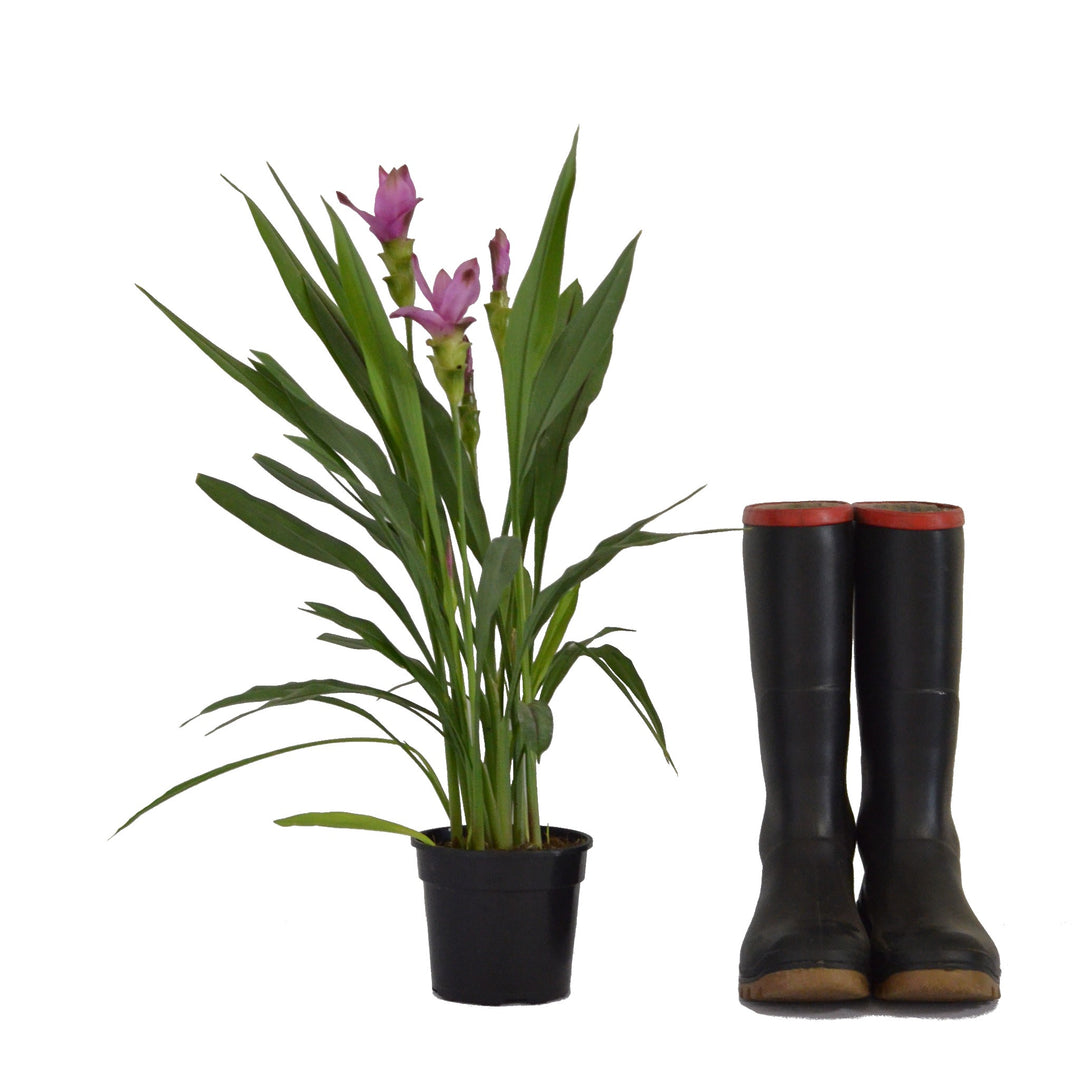 curcuma plant indoor Turmeric