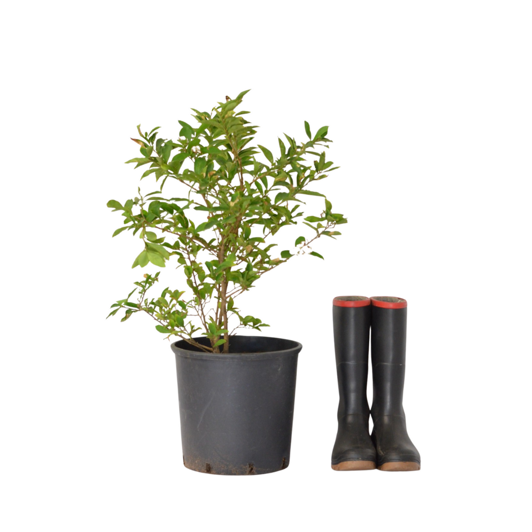 Yesterday Today Tomorrow - Tri-Color Fragrant Flowers | Cape