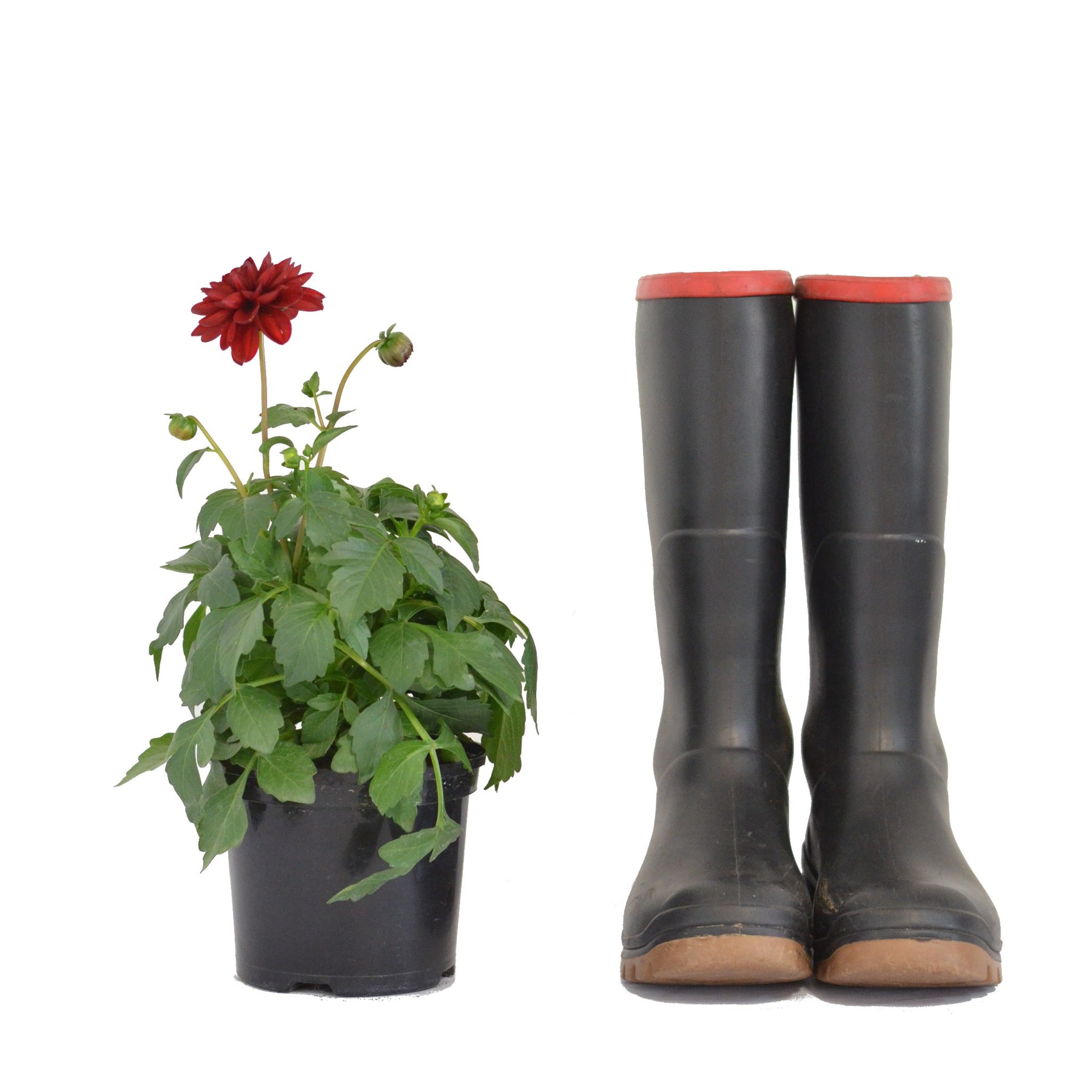 Dahlia 'Dalaya Goa' Cape Garden Online