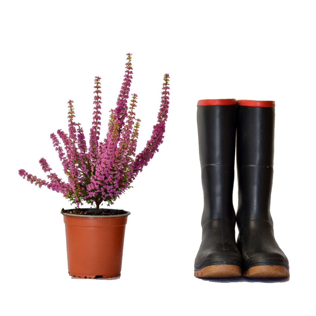 Indigenous South African Plants - Local Fynbos & Endemic Flora