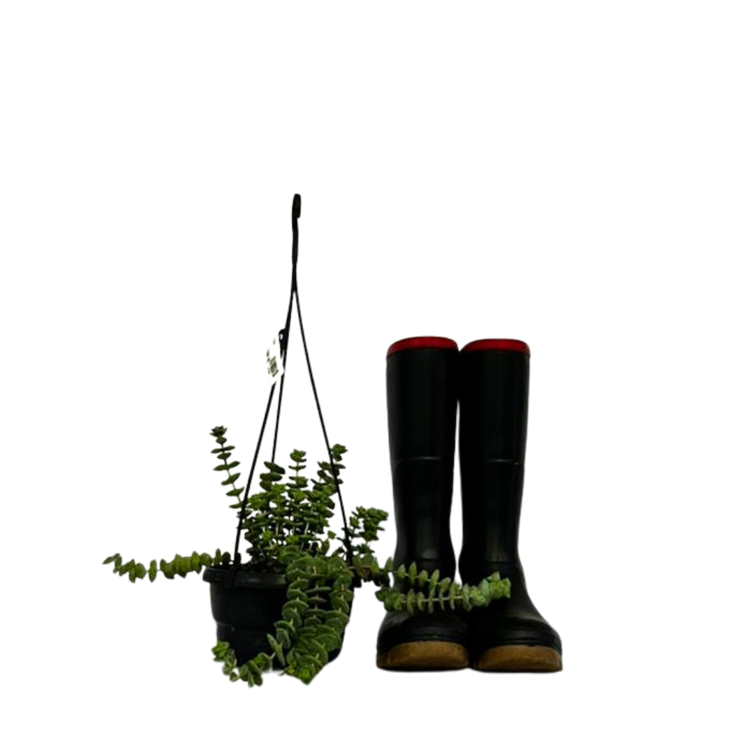 String of Buttons | Crassula Perforata | Buy Cape Town – Cape Garden Online