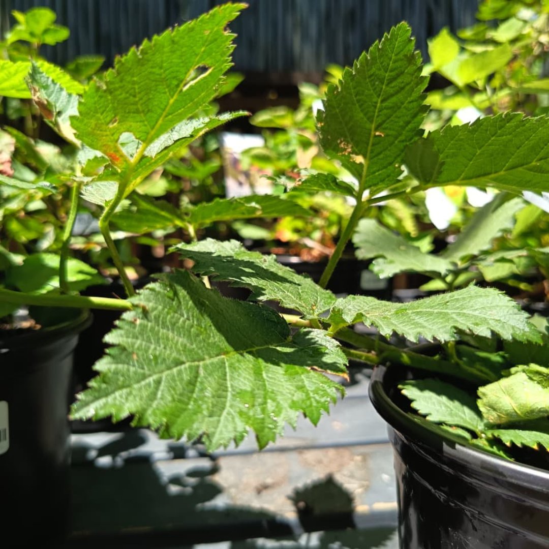 Thornless Blackberry Plant Cape Town | Rosoblack Prime Rubus
