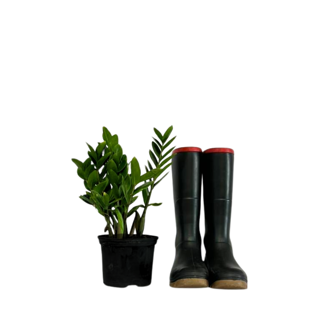 Zanzibar Gem ZZ Plant | Indoor Plant Cape Town & Western Cape