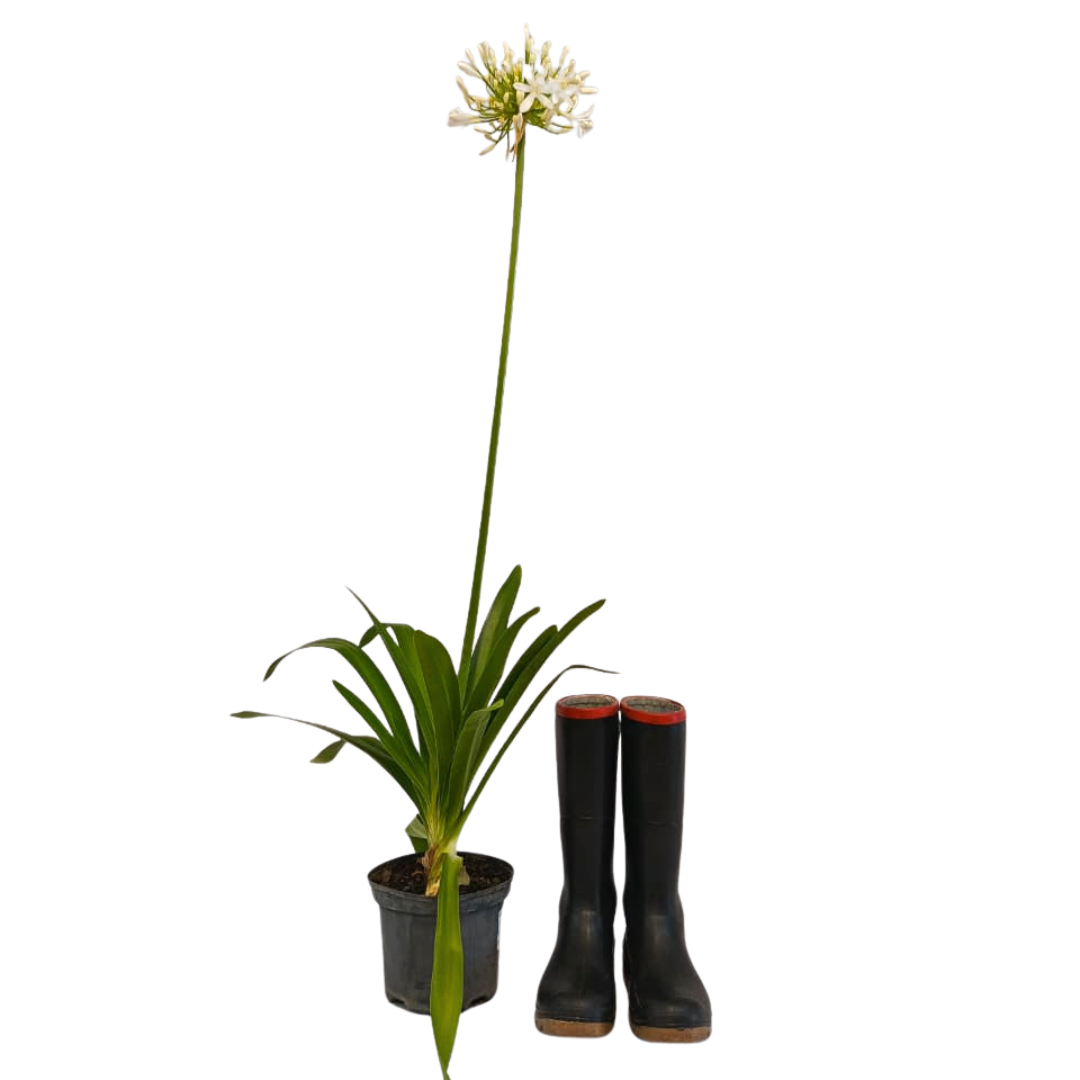 White Agapanthus Great White Cape Town | Indigenous Water-Wise