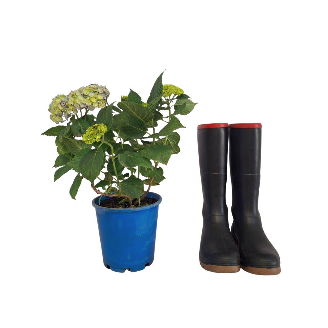 Blue Hydrangea Cape Town | Endless Summer Repeat Blooming Shrub