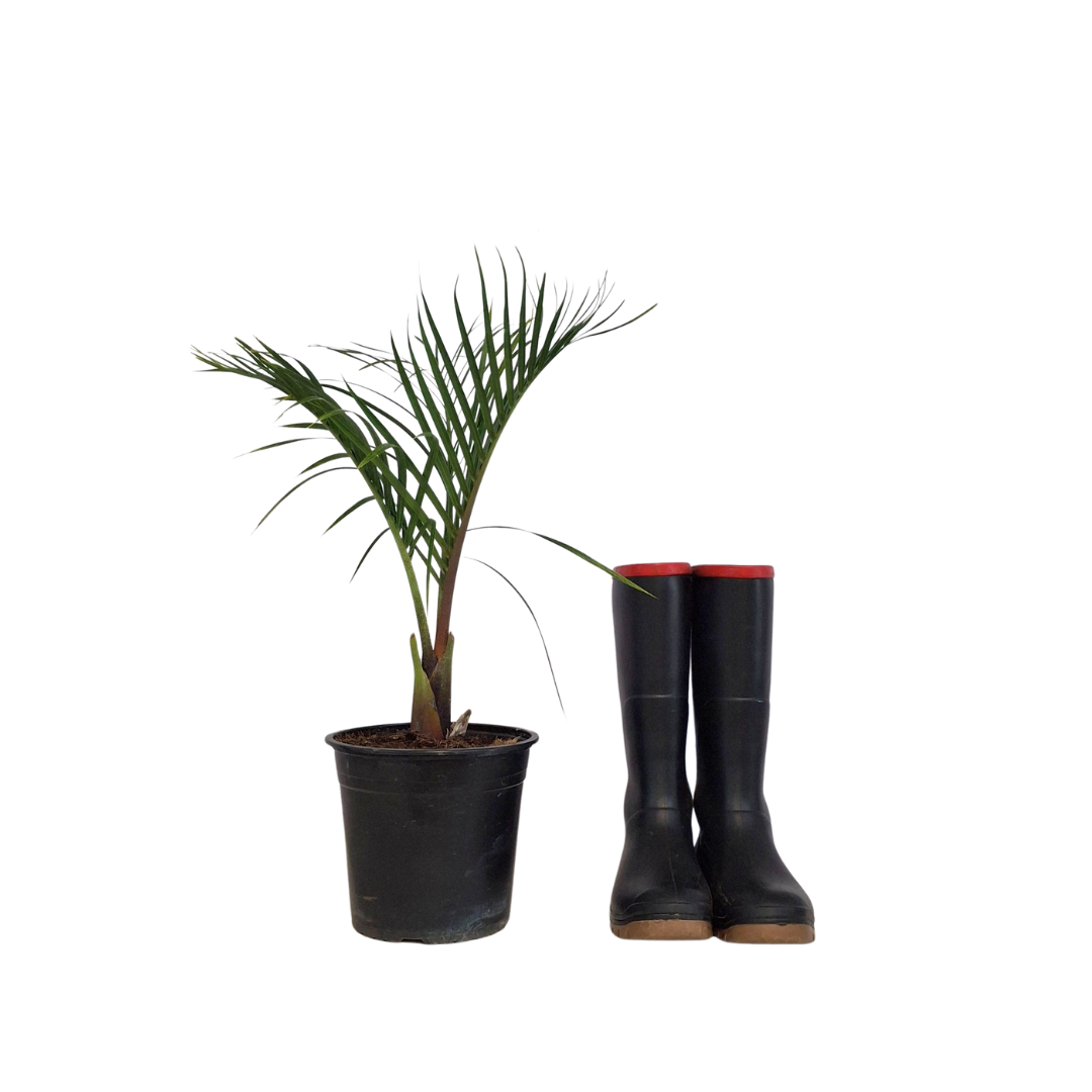 Triangle Palm Neodypsis Decaryi | Architectural - Western Cape