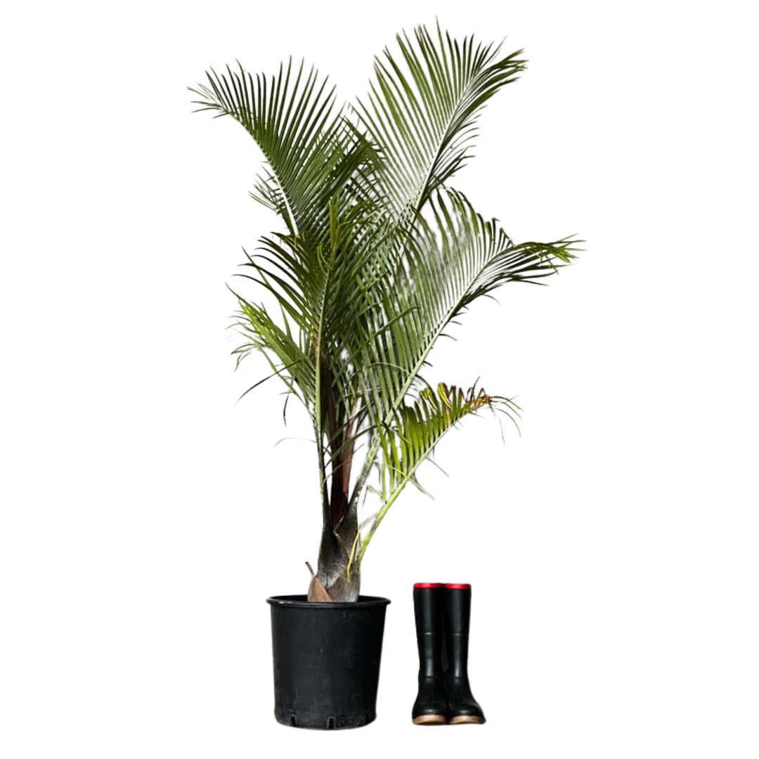 Triangle Palm Neodypsis Decaryi | Architectural - Western Cape