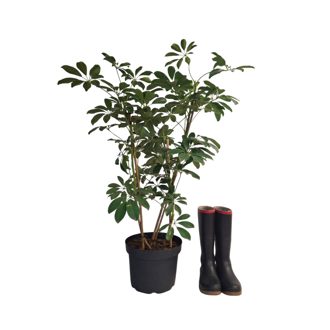 鉢・プランター umbrella tree pot HADES Artificial Umbrella Tree | 150cm | Rogue – Rogue Home