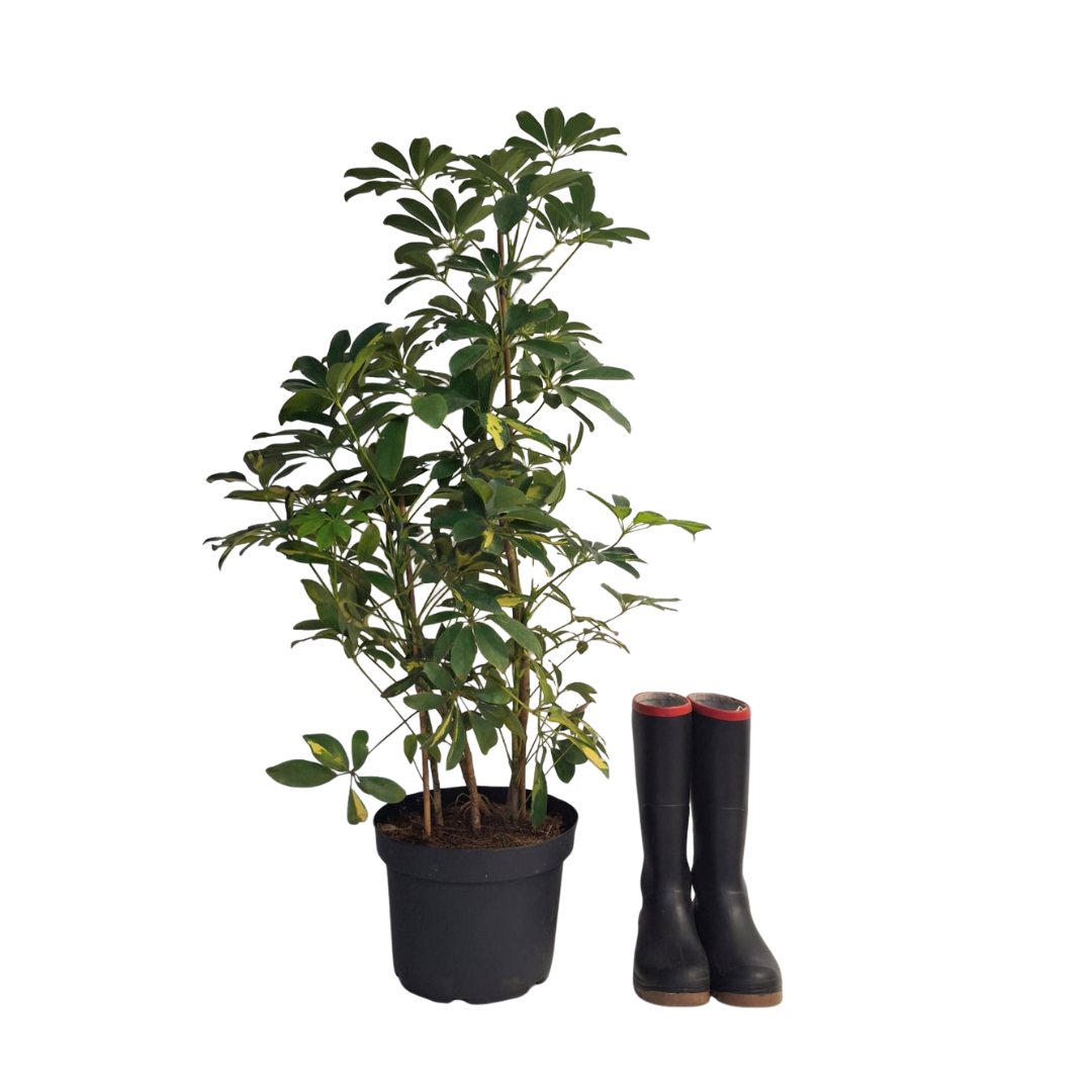 schefflera arboricola column Umbrella Tree