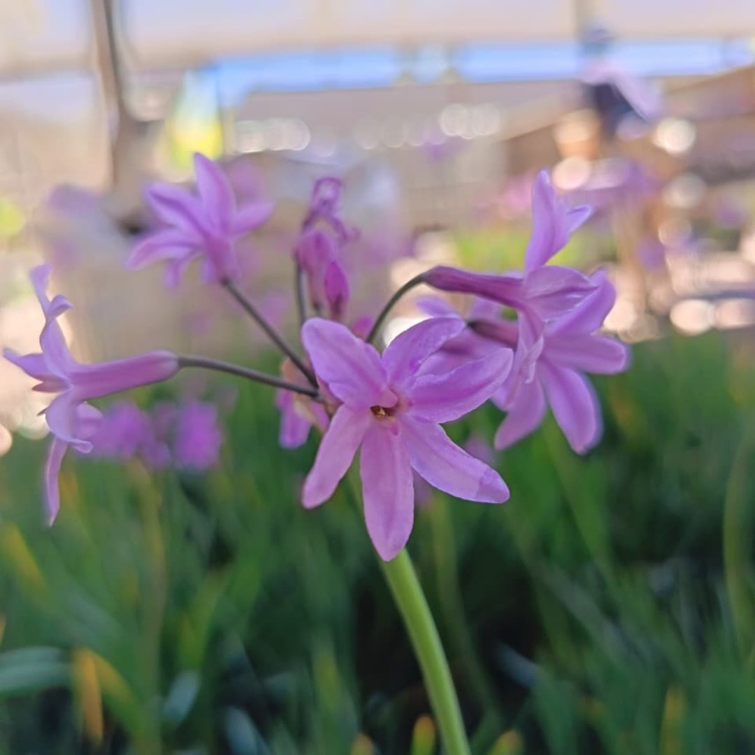 Wild Garlic (Tulbaghia violacea) - Water-Wise Edible | Cape Town