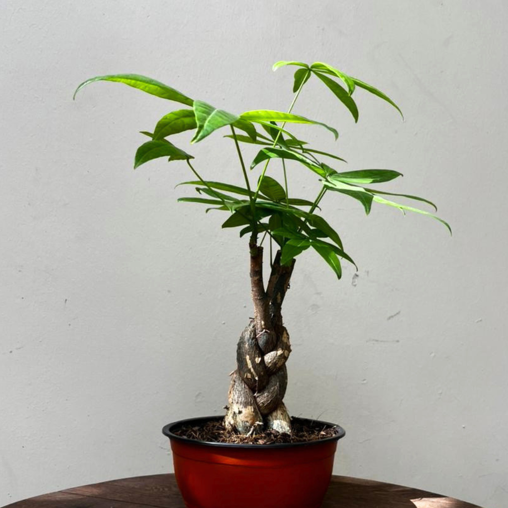 money tree plant south africa 3 Braided Money Tree