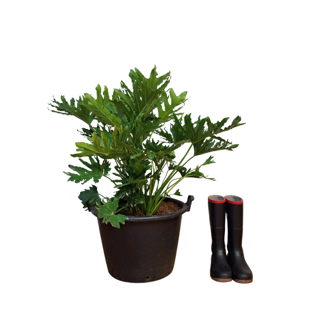Philodendron Hope - Large Leaf Indoor Plant