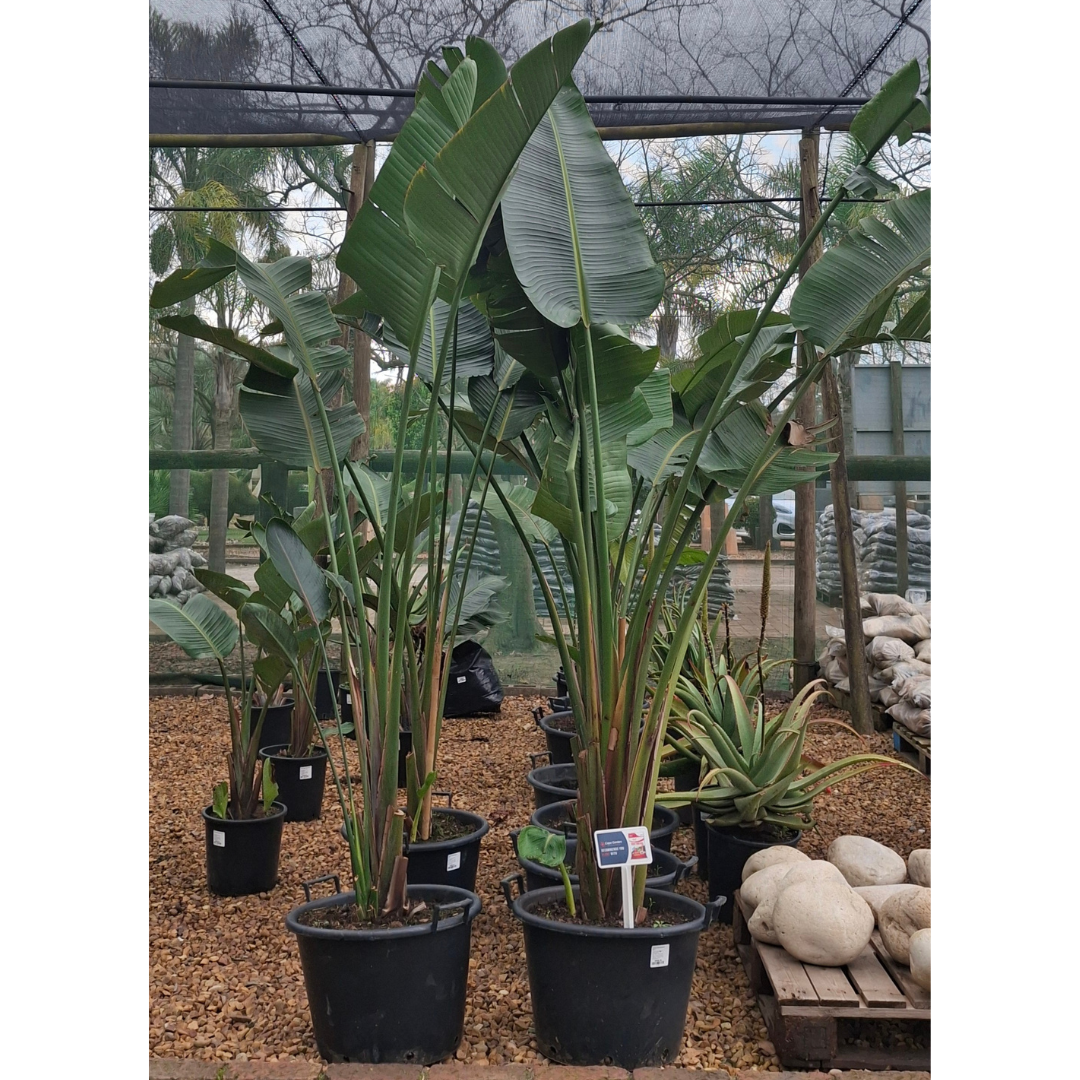 Wild Banana | Bold Tropical Beauty for Sale Cape Town – Cape