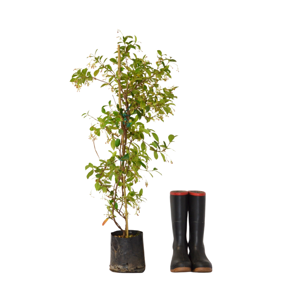 Star Jasmine | Fragrant Evergreen Climber for Fences & Walls