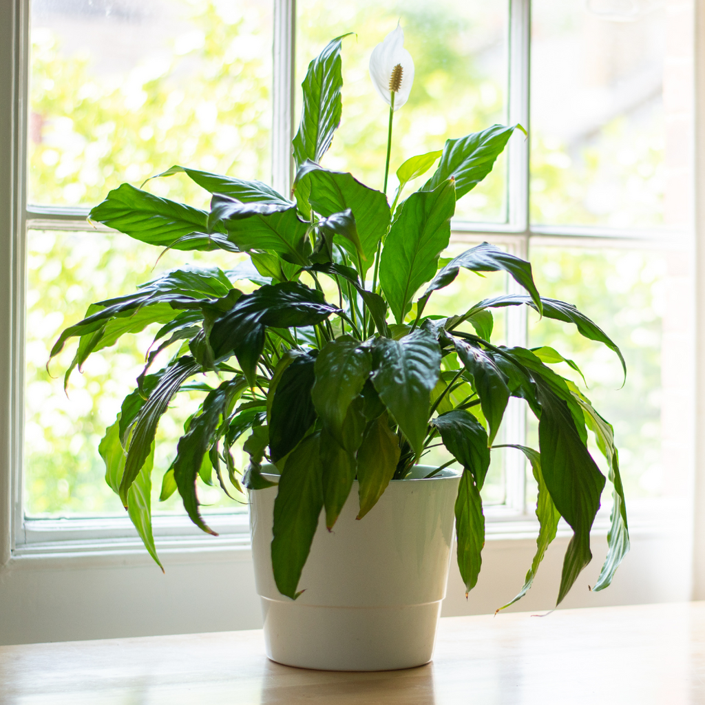 peace lily south africa Peace Lily