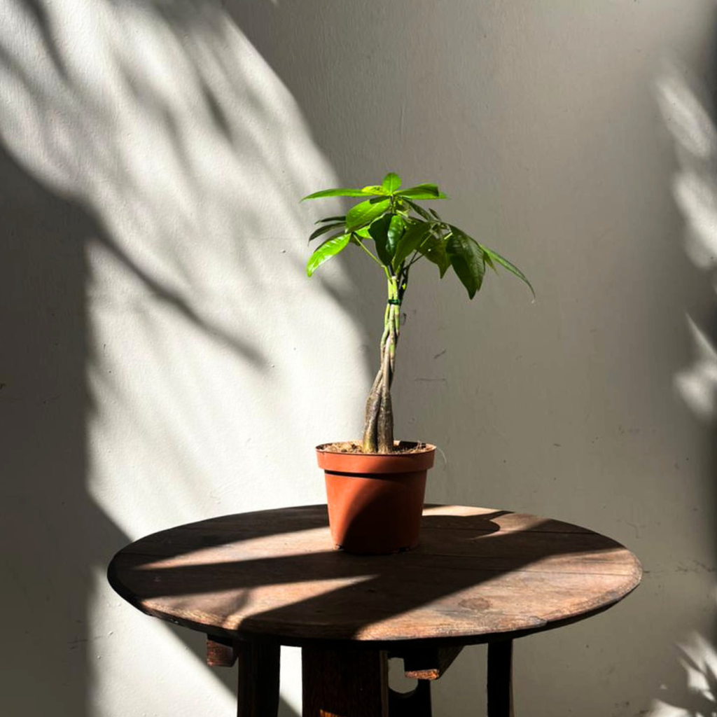 money tree south africa Braided Money Tree Cape Town | Pachira aquatica