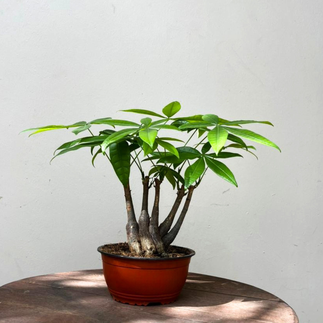 5 money tree 5 Stem Money Tree | Pachira aquatica