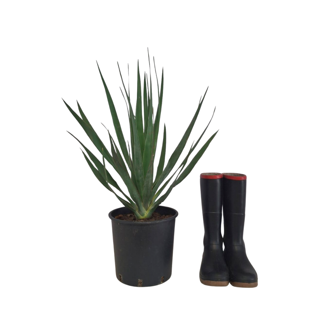 dracaena draco png Dragon Tree