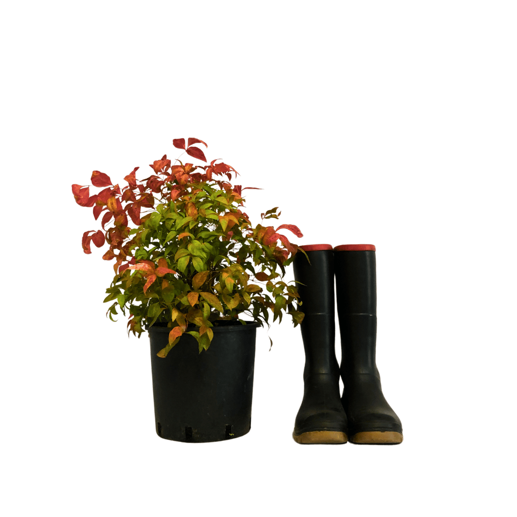 Heavenly Bamboo - Nandina Firepower – Cape Garden Online