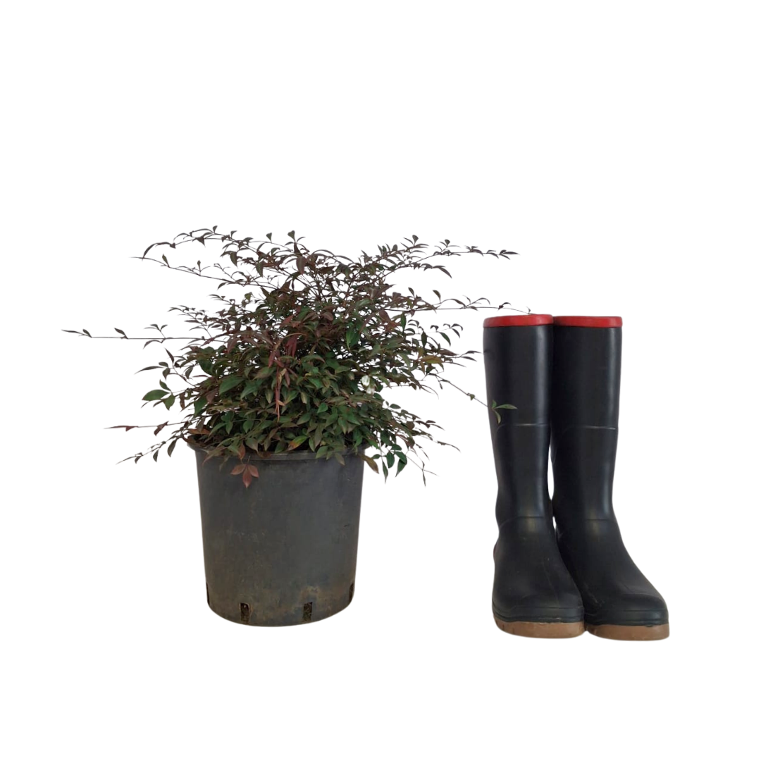 Heavenly Bamboo 'Obsession'-Compact Colour Shrub For Sale – Cape