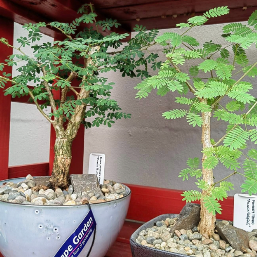 bonsai trees for sale cape town Acacia Bonsai Starter – Beginner Friendly