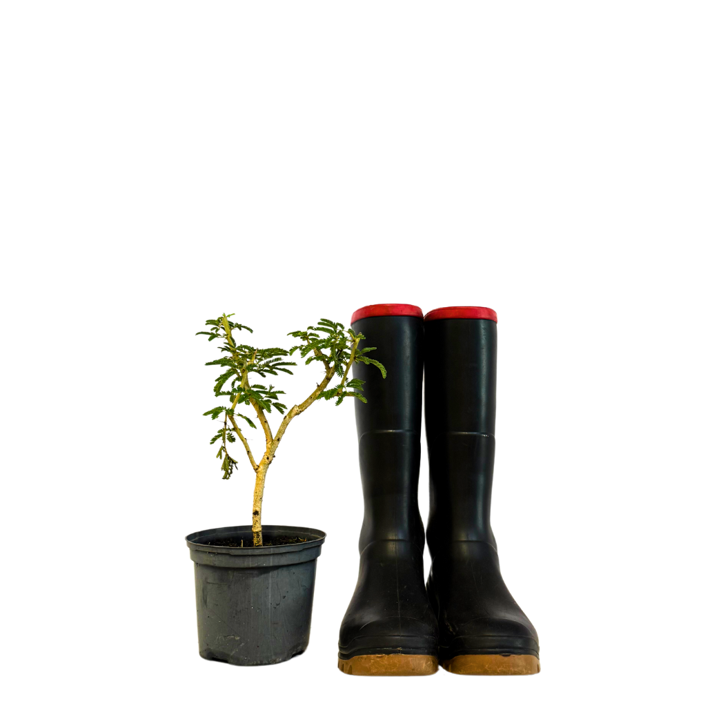 Indoor Plant Accessories - Pots, Tools & Care Products – Cape