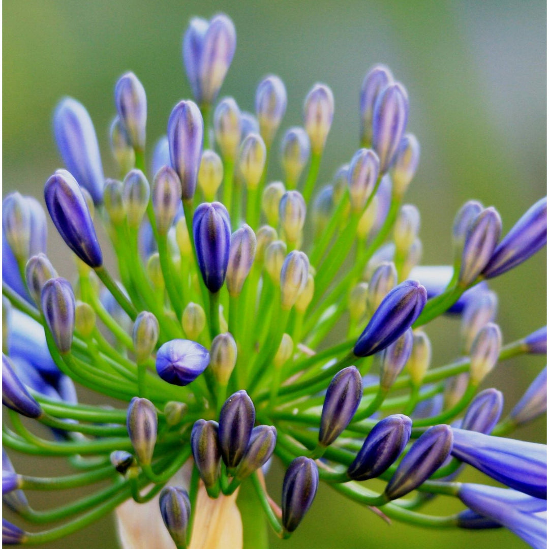 Blue Garden Flowers | Summer Blooms for Western Cape | Cape Garden