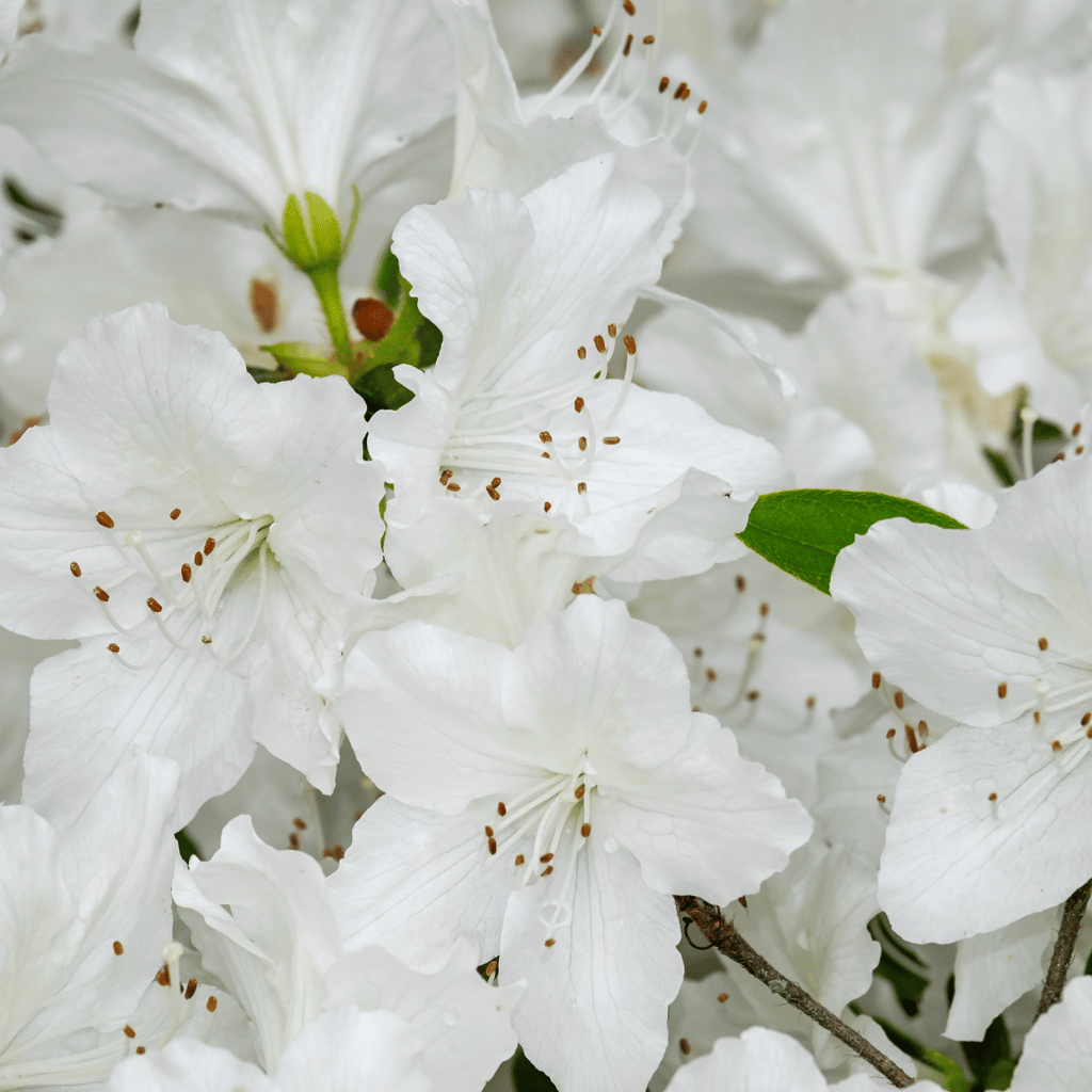 Azalea Encore (PBR)| Ivory – Cape Garden Online