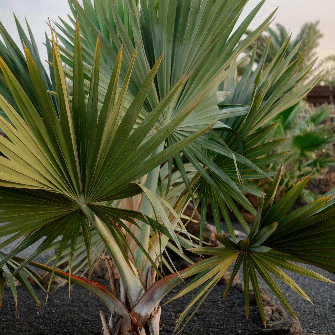 Bismarckia Palm | Bismarckia Nobilis | Buy Online Cape Town – Cape