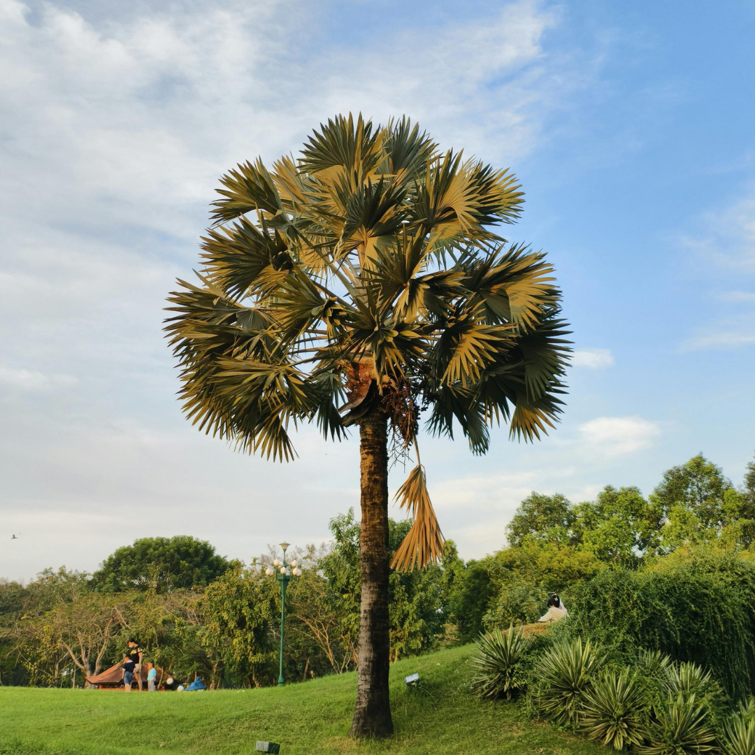 Bismarckia Palm | Bismarckia Nobilis | Buy Online Cape Town – Cape
